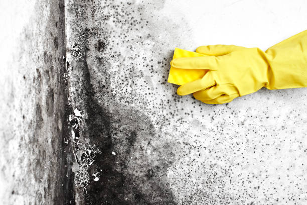 Best Home Mold Removal  in Lake Cassidy, WA